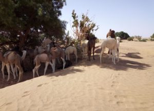 Morocco desert trip from Marrakech