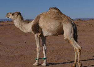 Morocco Sahara camel trekking