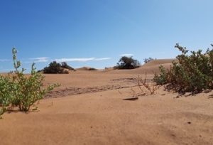 Sahara desert camping