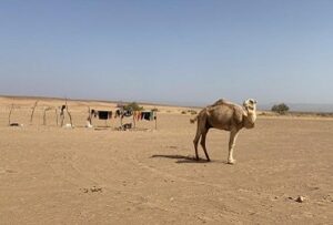 Camel trekking Morocco