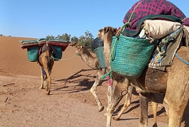 Camel trek Sahara Morocco