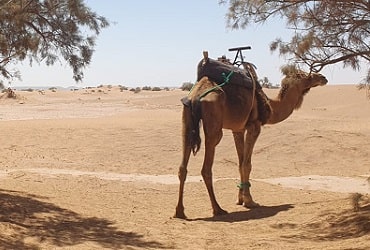 Morocco desert expedition