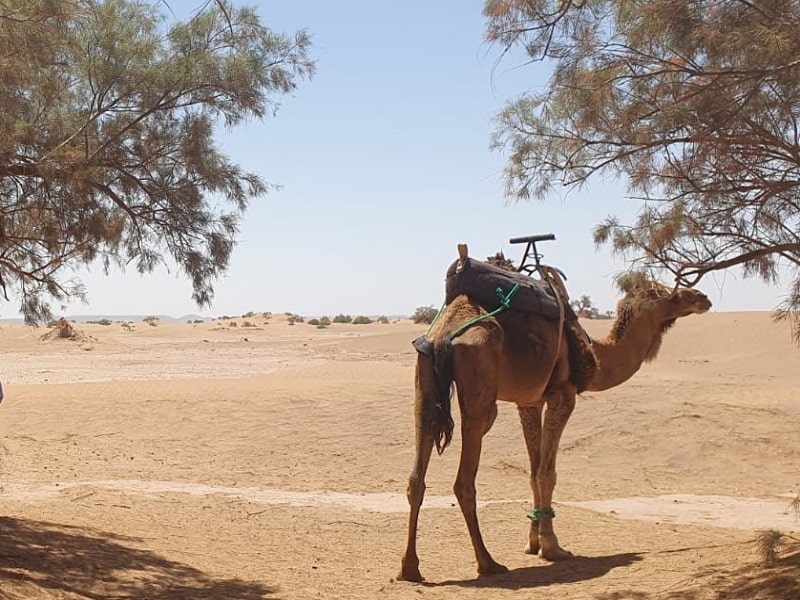 Sahara camel trekking tour