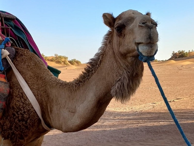 morocco camel trekking