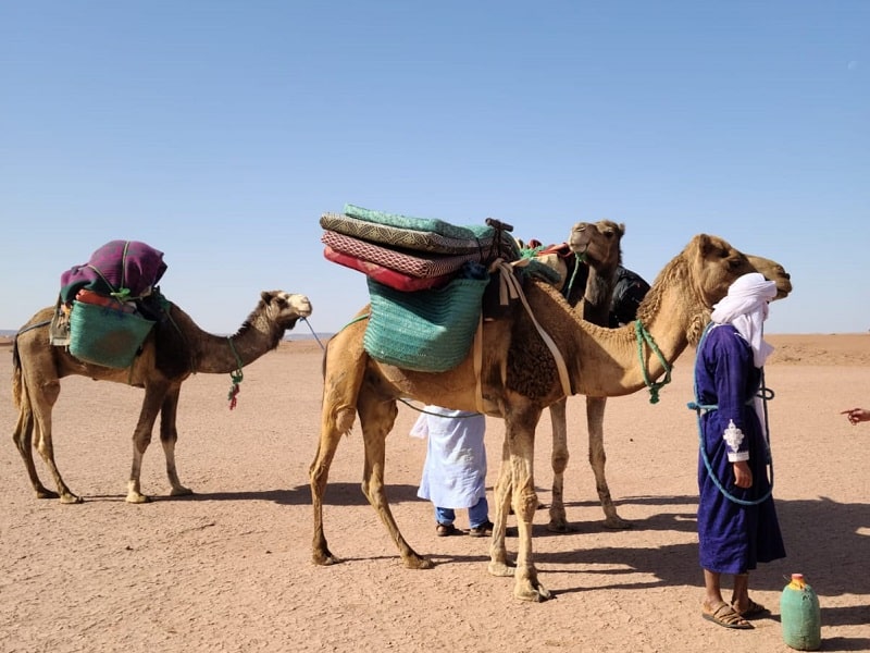 camel trek morocco