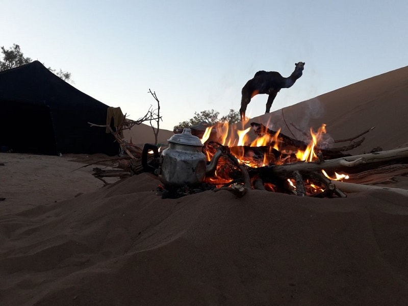 morocco camel tour from M'hamid