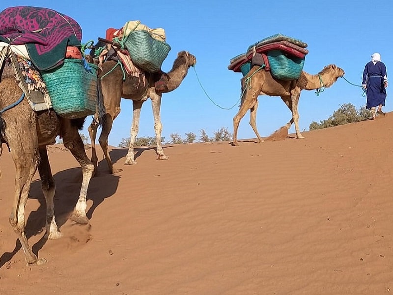 camel excursion sahara