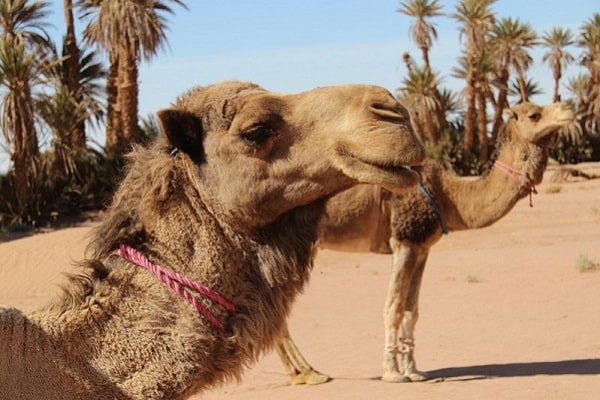 camels morocco desert