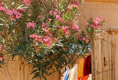 Nkoub morocco