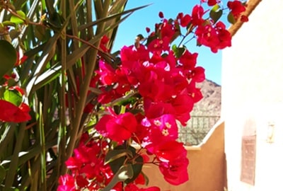 flowers oasis of fint morocco