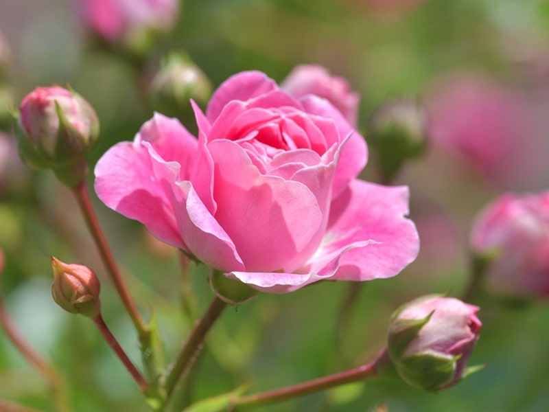 rose morocco