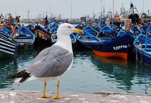 Essaouira Morocco